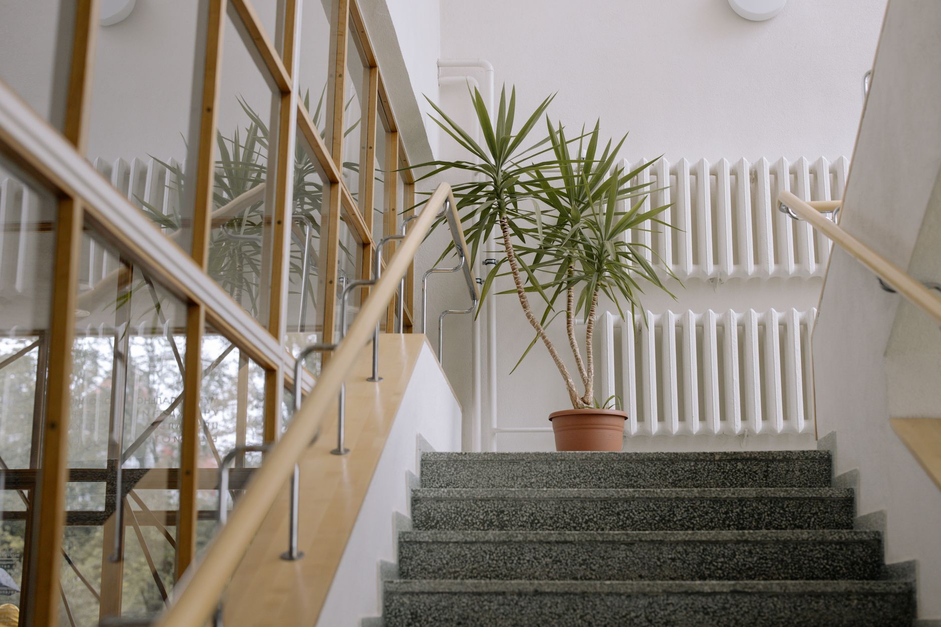 Moderne Bürototreppe mit großer grüner Pflanze